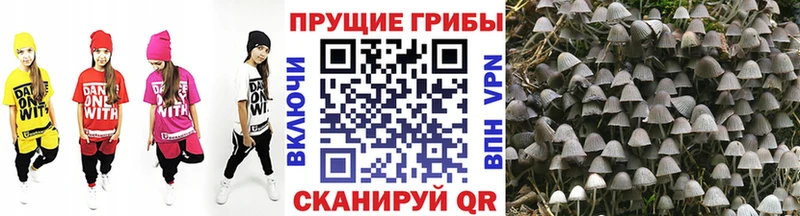 дарнет шоп  Качканар  Галлюциногенные грибы мицелий 